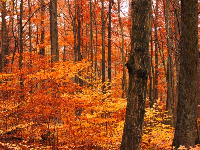 Comment se protéger des allergies saisonnières à l’automne ?