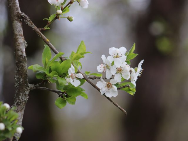 Prévention des allergies saisonnières : conseils pratiques pour le printemps