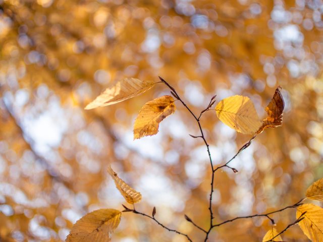L’Automne et votre Sommeil : Comment Améliorer vos Nuits